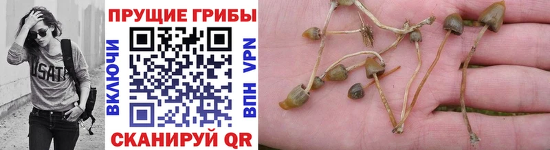 Псилоцибиновые грибы Psilocybine cubensis Закаменск